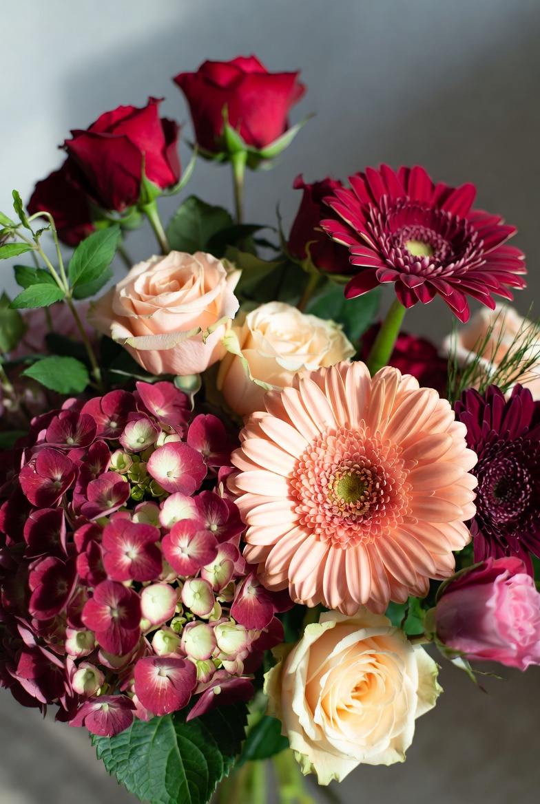 hortensia rood-zalm roos, germini roos, roos rood hortensia rood-zalm roos, germini roos, roos rood